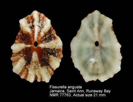 Fissurella angusta (3).jpg - Fissurella angusta(Gmelin,1791)